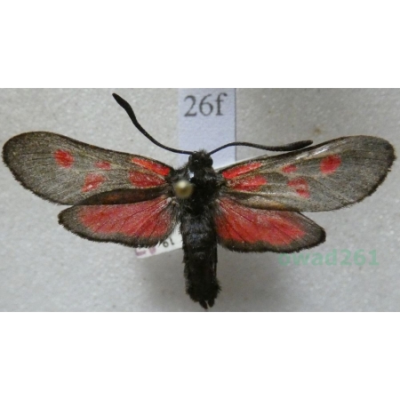 Zygaena trifolii (Esper, 1783) Kraśnik pięcioplamek Czech26f